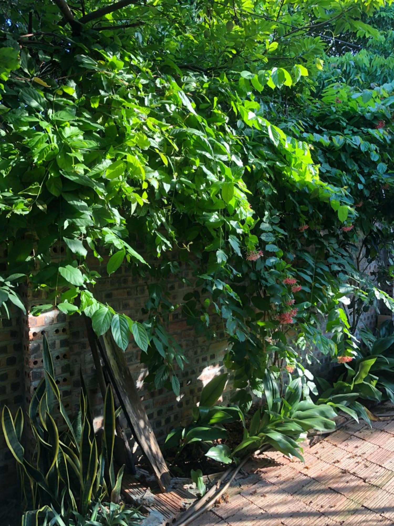 Thuy Xuyen Tam Coc Homestay Vu Lam Eksteriør billede